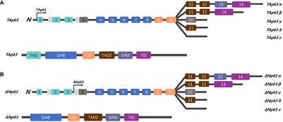 The dual role of p63 in cancer